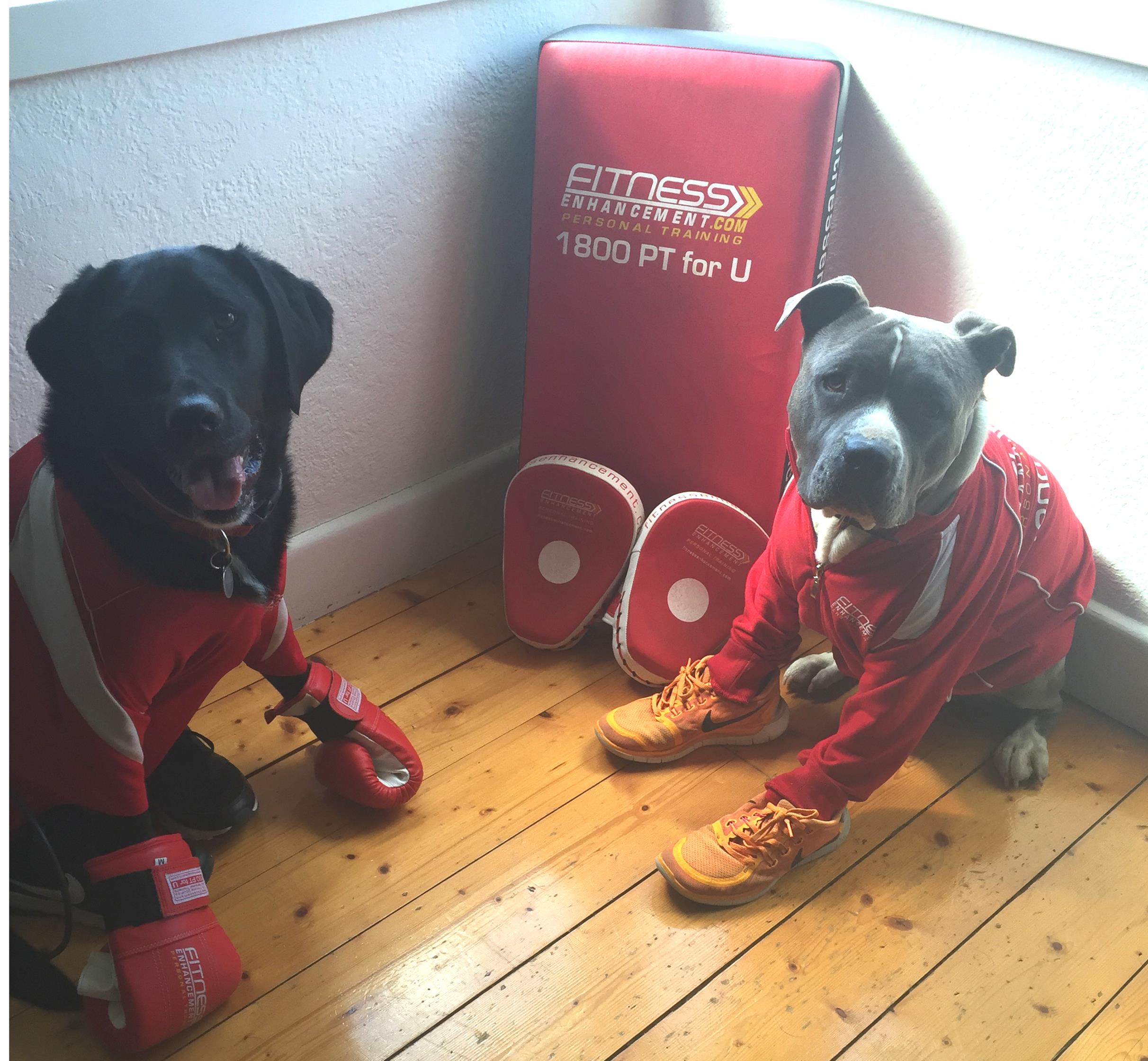 Dog Training Boot Camp Melbourne Dog Training Boot Camp Melbourne